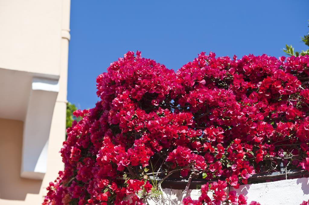 Hotel Casa Di Meglio Ischia Eksteriør bilde